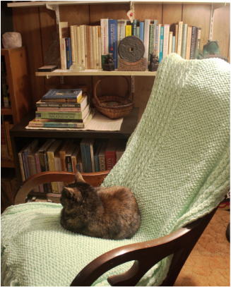 Cat on a chair next bookshelf